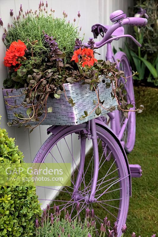 Lavender bicycle with pannier of flowers  RHS Chelsea flower show 2013