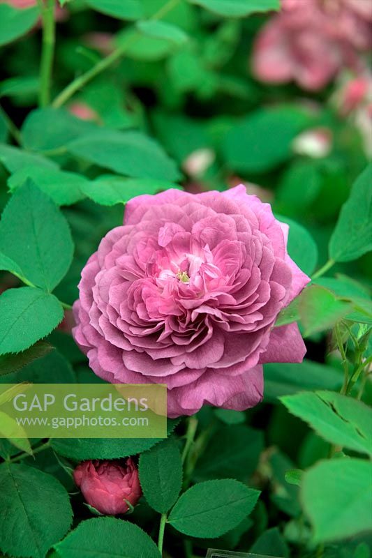 Rosa 'Reine des Violettes' Hybrid Perpetual