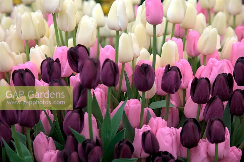 Tulipa 'City of Vancouver', Queen of the Night' and 'Pink Diamond'
