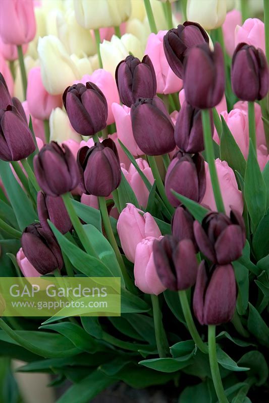 Tulipa 'City of Vancouver', Queen of the Night' and 'Pink Diamond'