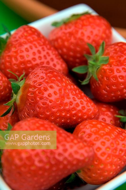 Strawberry - Fragaria 'Malling Centenary'