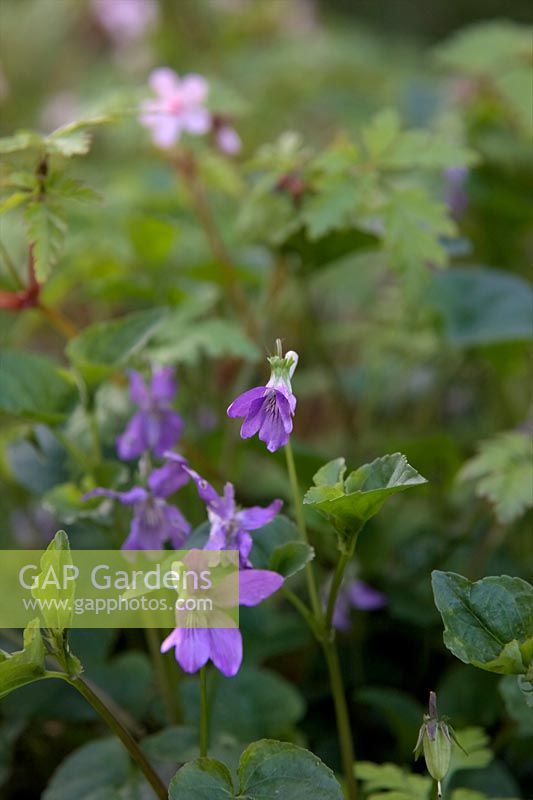 Viola riviniana - Common Dog Violet with Geranium robertianum 'Album'