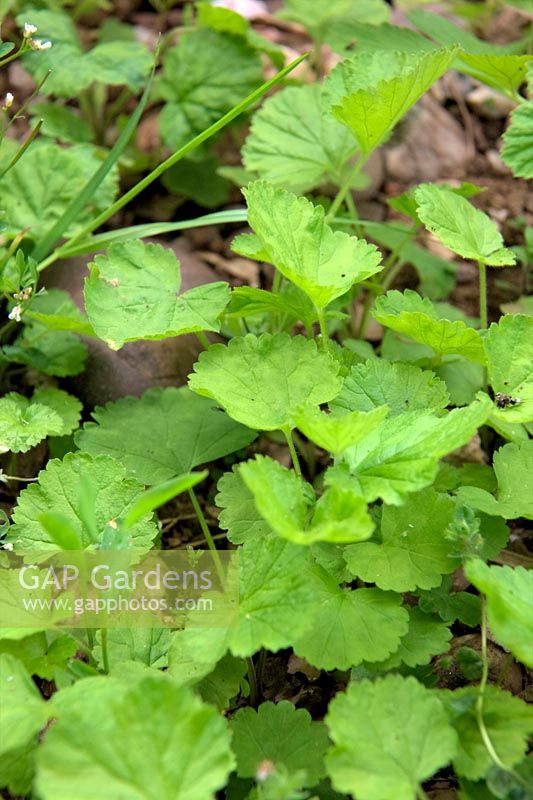 Common garden weeds - Geum urbanum - Herb Bennet