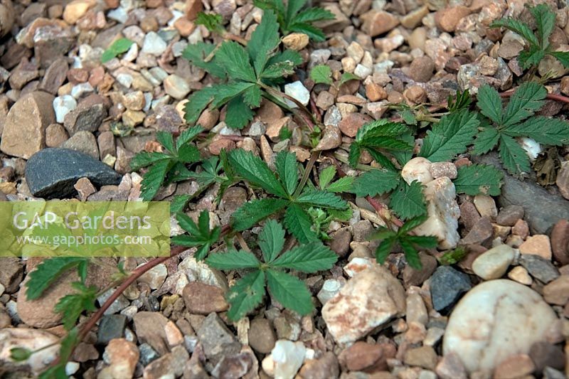 Common Garden Weeds - Potentilla reptans - creeping cinquefoil, European cinquefoil or creeping tormentil