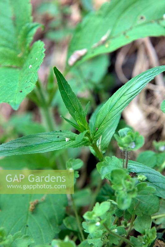 Common garden weeds - Broad Leaved Willowherb - Epilobium montanum