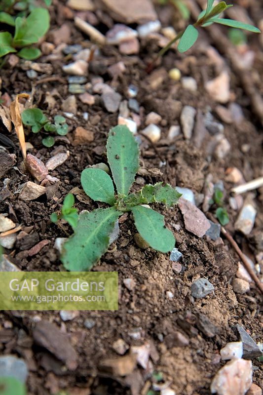 Common Garden Weeds - Sonchus oleraceus - common sowthistle