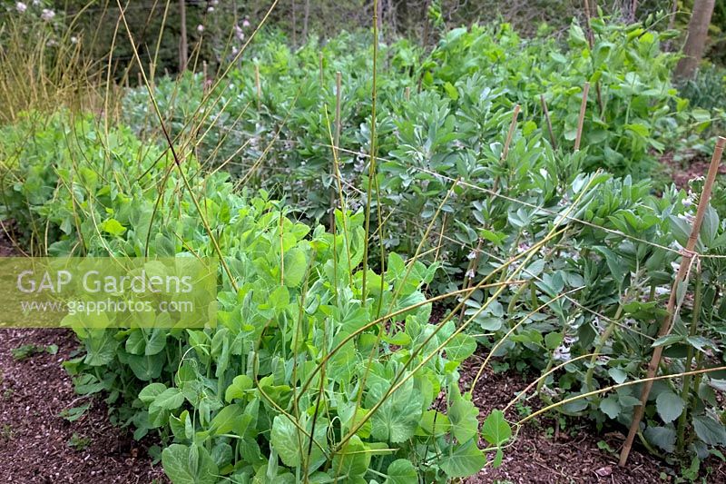 Pisium sativium 'Early Onward' - staked with Cornus twigs and Broad Bean - Vicia faba 'Witkeim Manita' AGM which have just been supported with canes and twine