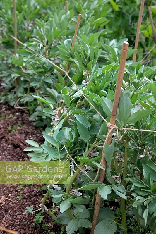 Broad Bean - Vicia faba 'Witkeim Manita' AGM which have just been supported with canes and twine