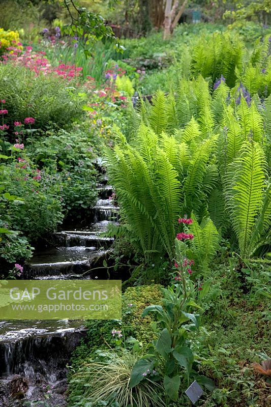 Streamside plantings at RHS Garden Rosemoor in Devon with Primula pulverulenta, Matteucia strutheropsis the Ostrich or Shuttlecock fern and Cardamine raphanifolia