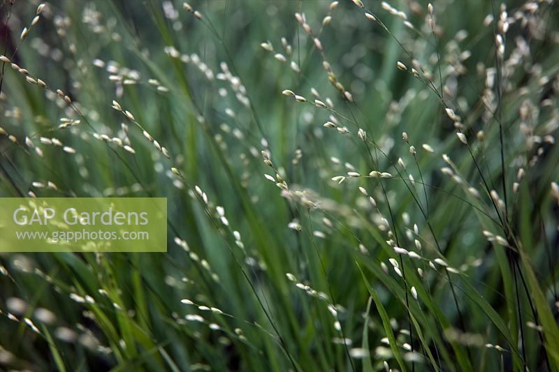 Melica uniflora grass