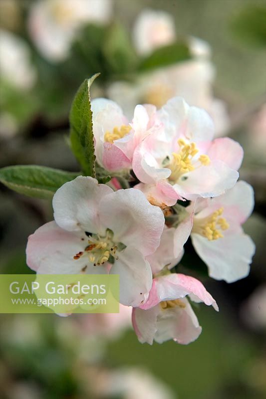 Apple blossom - Malus domestica 'Golden Bittersweet'