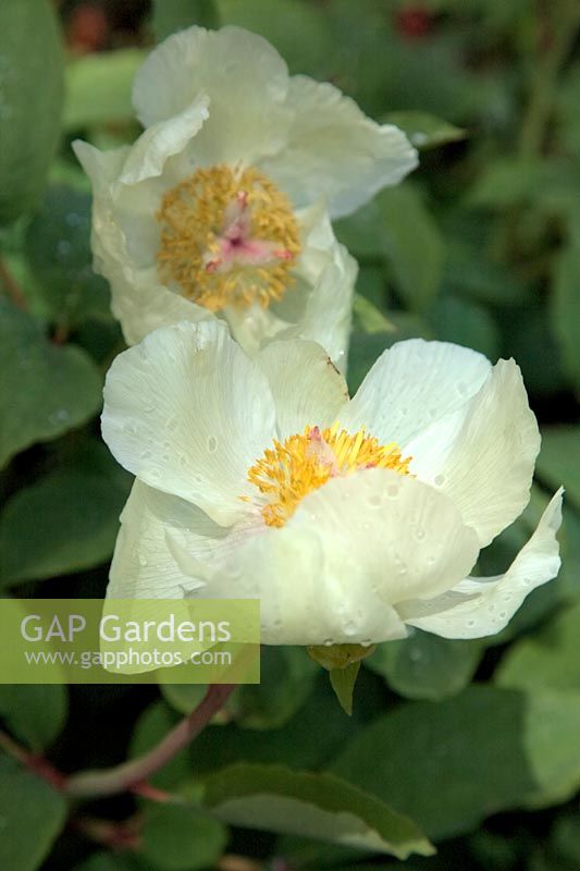 Paeonia mlokosewitschii - Paeony 'Molly the Witches'