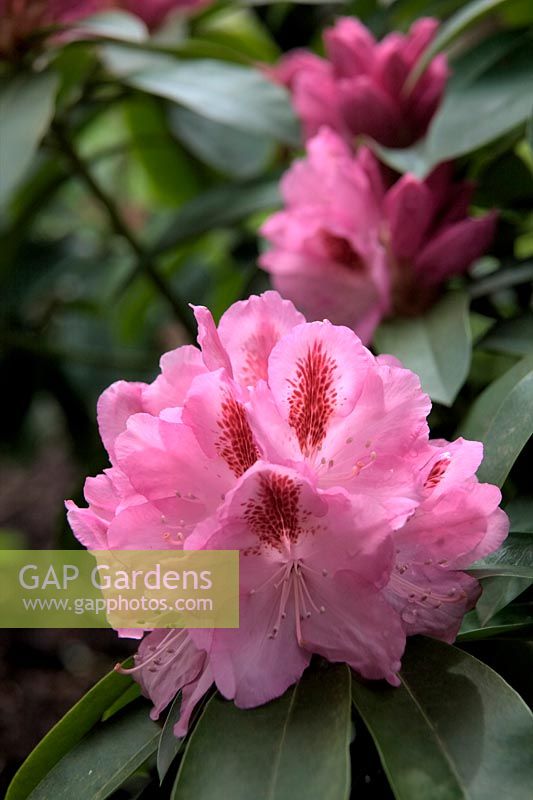Rhododendron 'Mrs Furnivall'