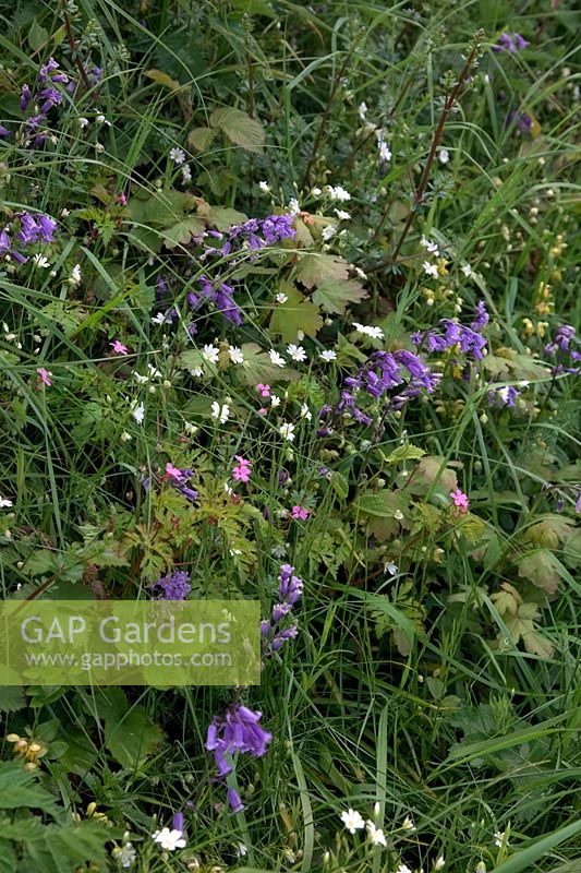 Greater Stitchwort - Stellaria holostea, Geranium robertianum - Herb Robert and Hyacinthoides non-scripta - native bluebells on a UK westcountry bank