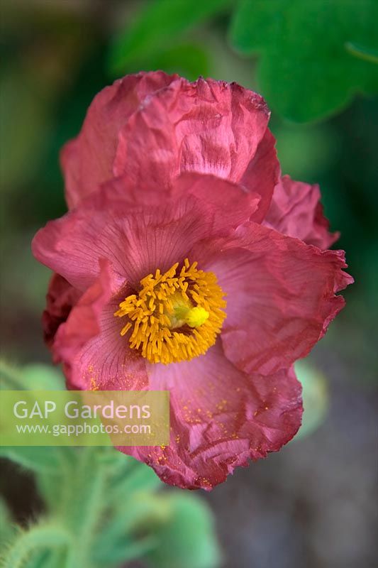 Meconopsis napaulensis - pink flowered form