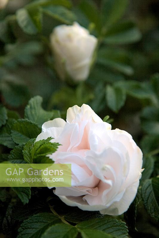 Rosa 'Blanche Double de Coubert' AGM fragrant shrub rose
