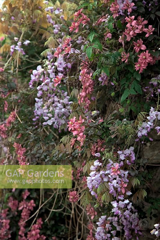 Wisteria sinensis with Clematis montana 'Broughton Star'