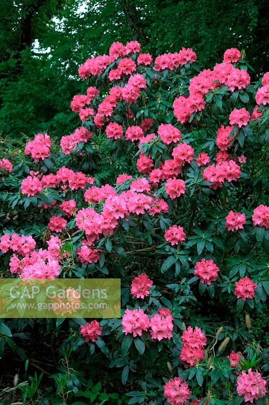 Rhododendron 'Isabel Pierce'