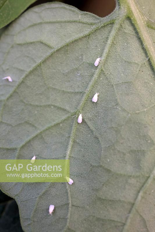 Glasshouse or greenhouse whitefly - Trialeurodes vaporariorum on reverse of a tomato leaf