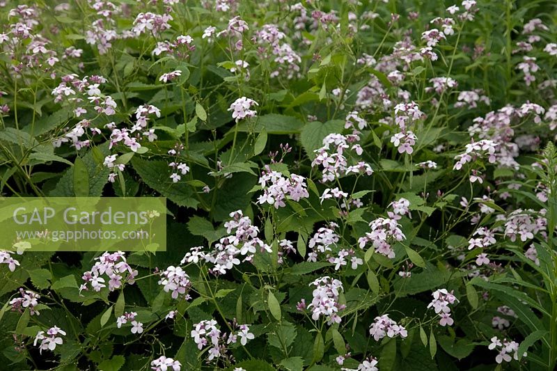 Lunaria rediviva - Perennial Honesty with Rosa ''Gertrude Jekyll' and Anthriscus 'Ravenswing'