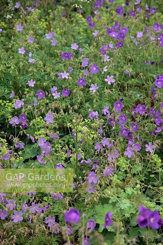 Naturalistic plant combinations in Holbrook Garden, Devon, UK - Alchimella mollis with Geranium 'Orion' and 'Blue Cloud'
