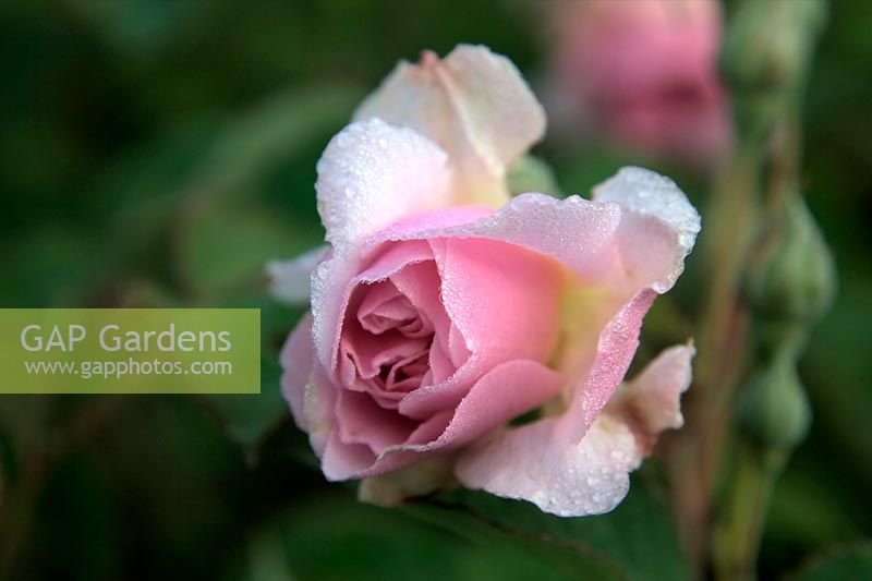 Shrub Rose - Rosa 'Felicia' with early morning dew