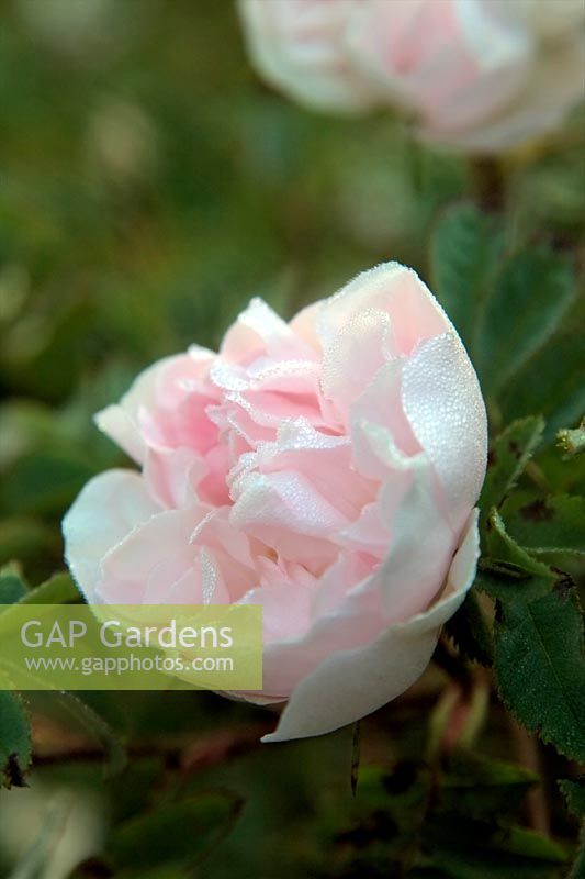 Climbing Rose - Rosa 'Madame Alfred Carriere' AGM opening bud