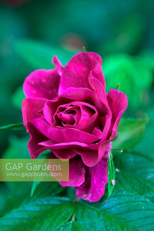 Rosa rugosa 'Roseraie de l'Hay' open bud of Shrub Rose