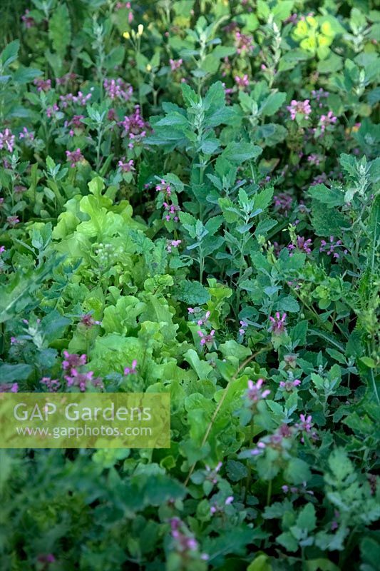 Common Garden Weeds - Lettuce seedlings in danger of being overwhelmed by Fat Hen - Chenopodium album and Henbit deadnettle - Lamium amplexicaule
