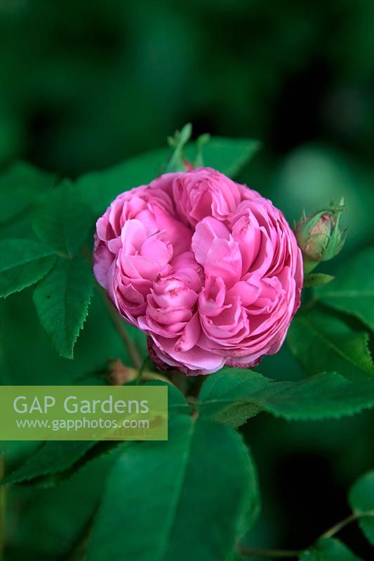Rosa 'Jacques Cartier' syn 'Marchesa Boccella' shrub rose