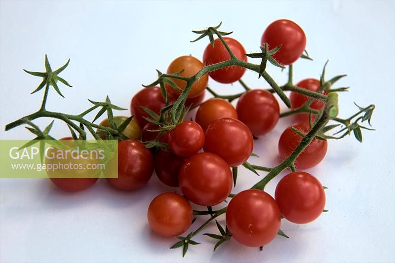 Solanum lycopersicum - Bush Tomato 'Lizzano' F1 white background