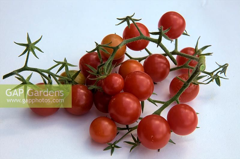 Solanum lycopersicum - Bush Tomato 'Lizzano' F1 white background