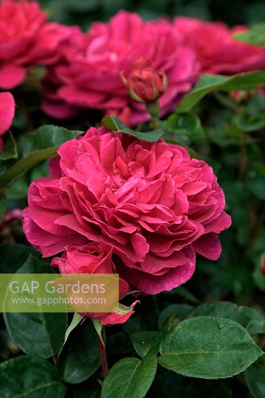 New English Rose - Rosa 'Sophy's Rose' syn. Auslot