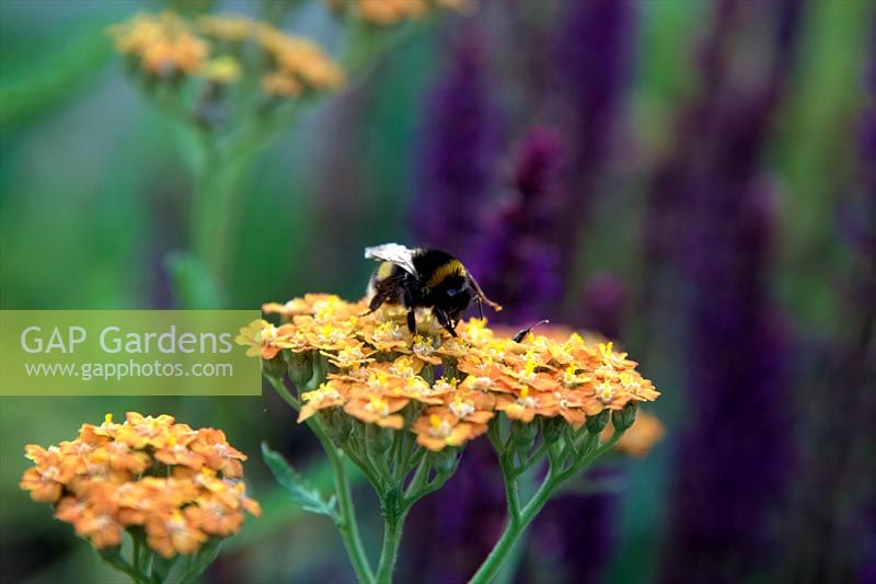 Bumblebee - Bombus terrestris or B lucorum feeding on Achillea 'Terracotta'