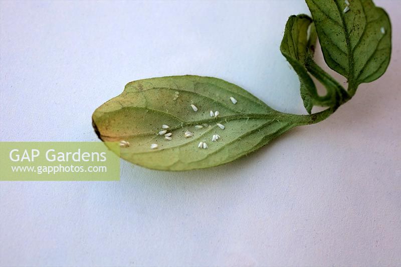 Greenhouse whitefly - Trialeurodes vaporariorum on reverse of Tomato leaf - Solanum lycopersicum