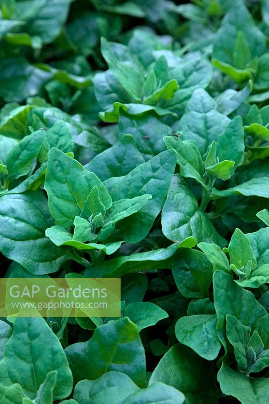 Tetragonia tetragonioides - New Zealand spinach, Warrigal greens, kokihi'  - Maori language - , sea spinach, Botany Bay spinach, tetragon and Cook's cabbage