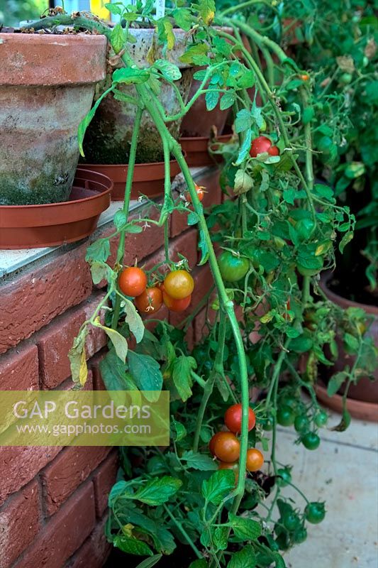 Solanum lycopersicum - Tomato 'Red Alert' growing in a conservatory
