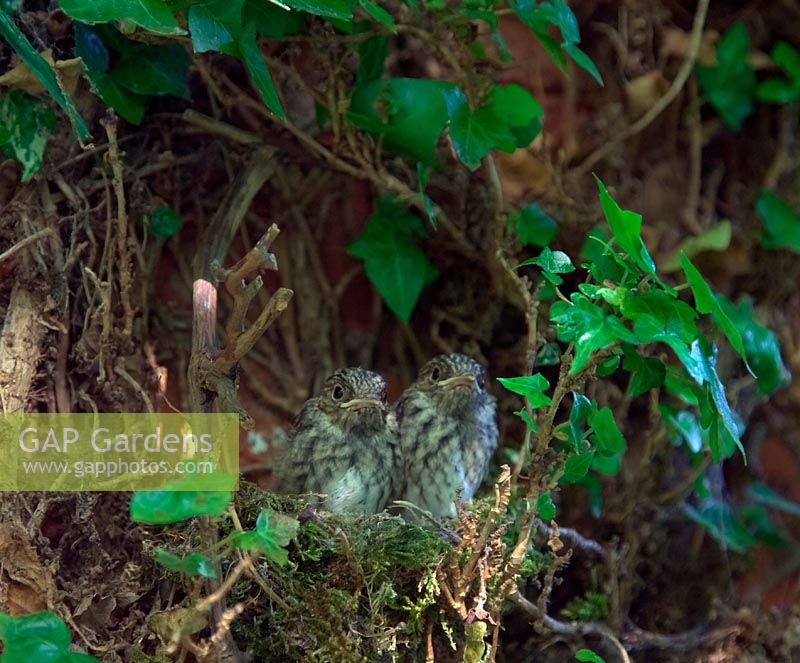 Spoitted flycatcher - Muscicapa striata chicks - an hour later and they had fledged 10 July 2013