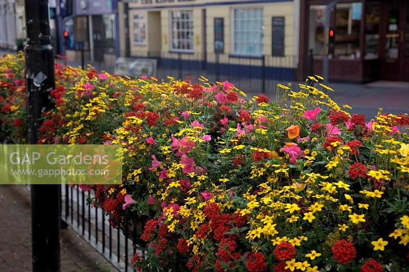 Vibrant summer colours in baskets on the street with Petunias, Verbena and Bidens
