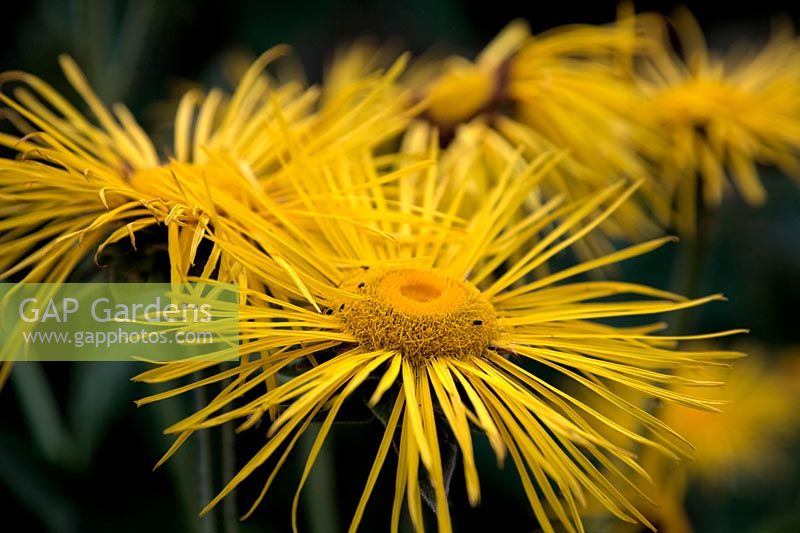 Inula magnifica 'Sonnenstrahl' AGM
