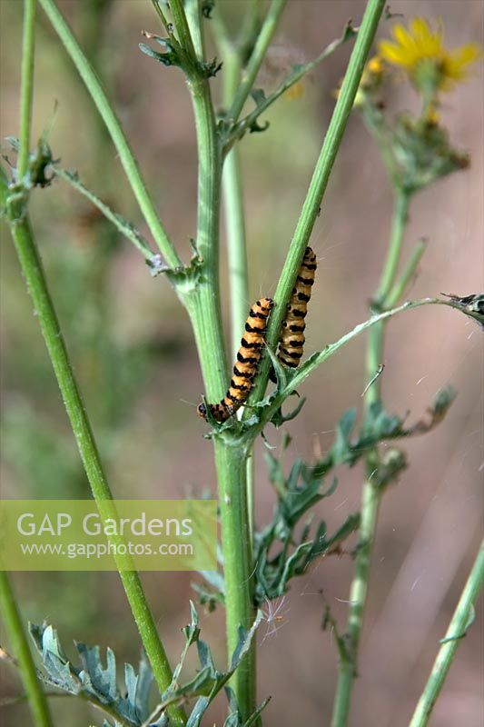 Senecio jacobea - Ragwort is the food plant of the larva of the Cinnibar moth - larvae shown