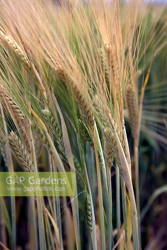 Barley - Hordeum vulgare - ripening crop