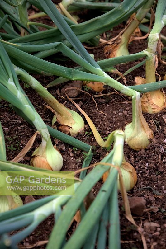 Allium 'Santero' - Onions from heat treated sets in July