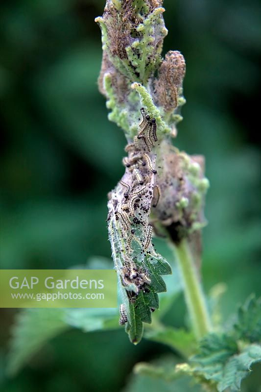 Larvae - Caterpillars of the Small Tortoiseshell butterfly - Aglias urticae at about the third moult 8mm long