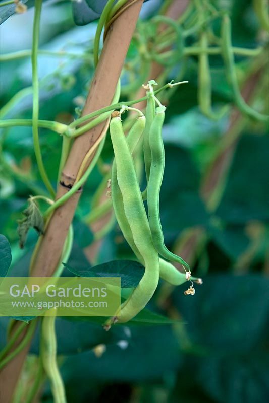 Climbing French Bean Phaseolus vulgaris 'Corona dÂ’Oro '