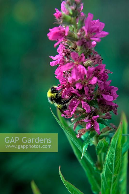 Lythrum salicaria 'Feuerkerze' AGM with torpid Bombus hortorum Garden Bumblebee