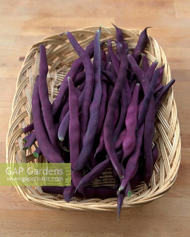Climbing French Bean Phaseolus vulgaris 'Cosse Violette'