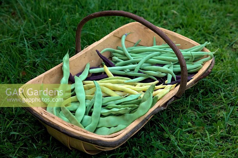Front to back: Climbing French Bean Phaseolus vulgaris 'Algarve' Corona dÂ’Oro' 'Cosse Violette' and 'Cobra'