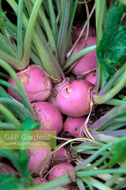 Brassica rapa subsp. rapa - Summer Turnip 'Sweet Bell' F1