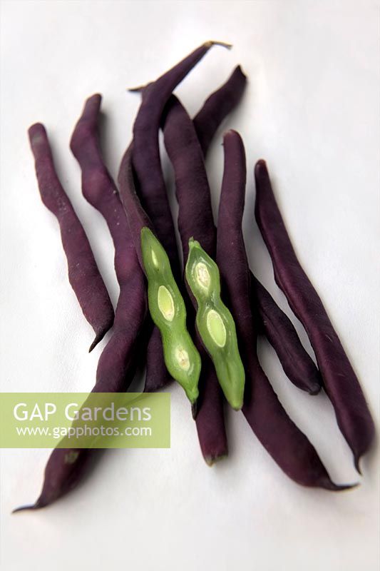 Climbing French Bean Phaseolus vulgaris 'Cosse Violette'